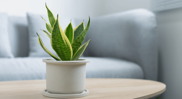 plant sitting on coffee table